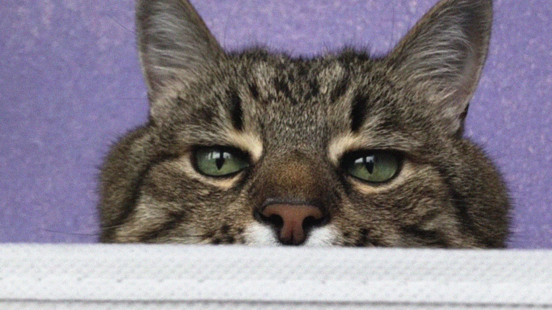 High Quality Stepan cat Blank Meme Template