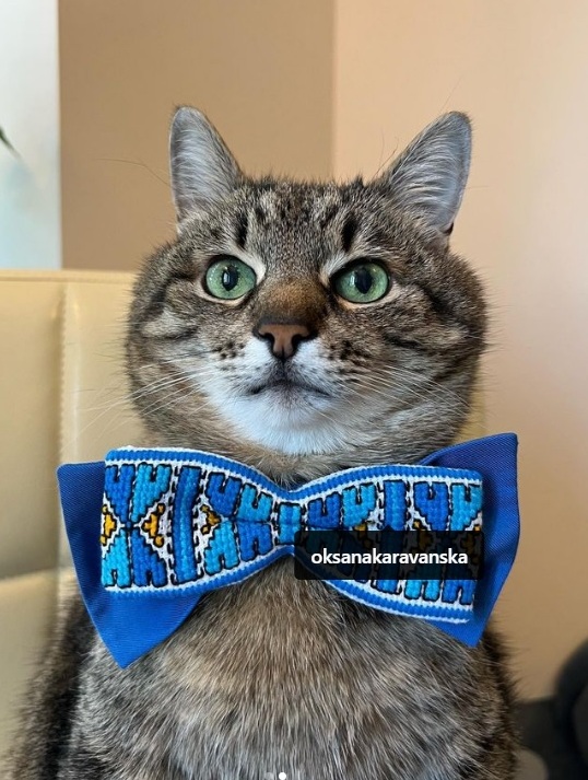 Stepan cat Blank Meme Template