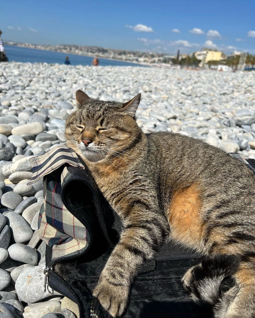 Stepan cat Blank Meme Template