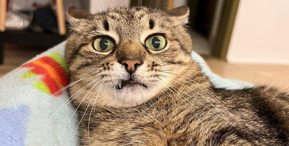 Stepan cat Blank Meme Template
