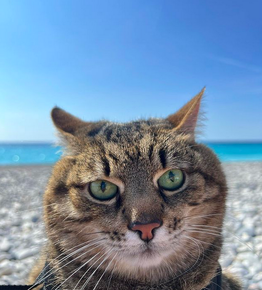 Stepan cat Blank Meme Template