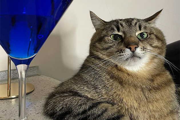 Stepan cat Blank Meme Template