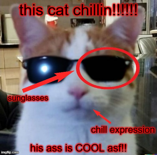 this cat chillin!!!!!! his ass is COOL asf!! sunglasses chill expression | made w/ Imgflip meme maker