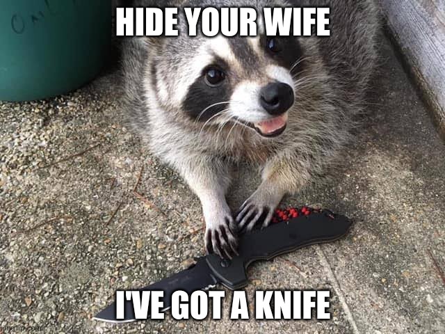 HIDE YOUR WIFE; I'VE GOT A KNIFE | image tagged in evil plotting raccoon | made w/ Imgflip meme maker