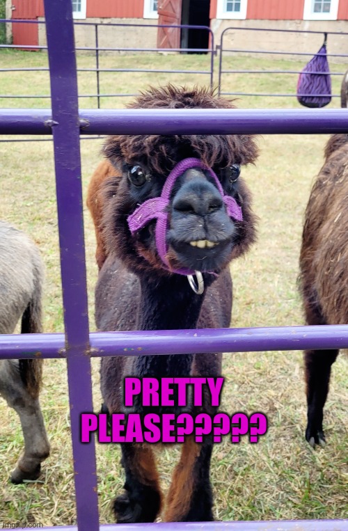Pretty Please? | PRETTY PLEASE????? | image tagged in please,llama | made w/ Imgflip meme maker