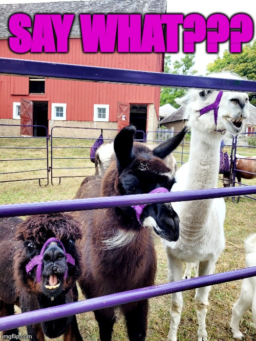 Say what? | SAY WHAT??? | image tagged in say what,say that again i dare you,llama,shocked | made w/ Imgflip meme maker