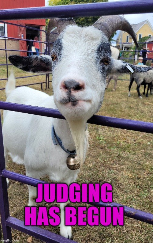 Judging you | JUDGING HAS BEGUN | image tagged in judge,judgement,judging,goat,funny goat | made w/ Imgflip meme maker