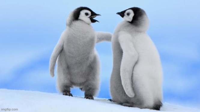 Penguin love | image tagged in penguin love | made w/ Imgflip meme maker