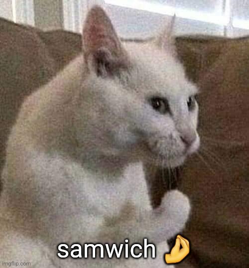 italian catto | samwich 🤌 | image tagged in italian catto | made w/ Imgflip meme maker