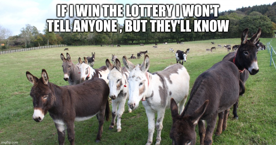 Winning the lottery | IF I WIN THE LOTTERY I WON'T TELL ANYONE , BUT THEY'LL KNOW | image tagged in donkey | made w/ Imgflip meme maker