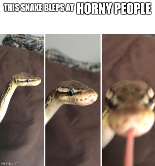 This snake bleps at | HORNY PEOPLE | image tagged in this snake bleps at | made w/ Imgflip meme maker