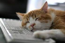 High Quality Cat sleeping on keyboard Blank Meme Template