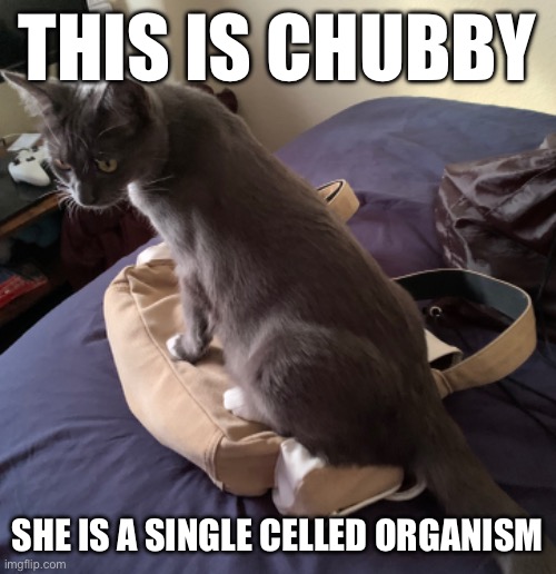 Say hello to Chubby | THIS IS CHUBBY; SHE IS A SINGLE CELLED ORGANISM | made w/ Imgflip meme maker