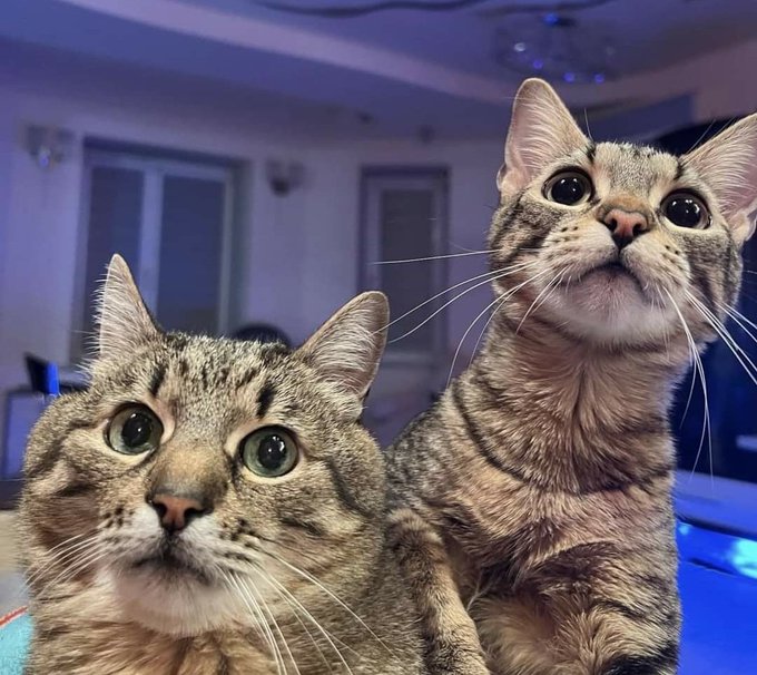 Stepan cat Blank Meme Template