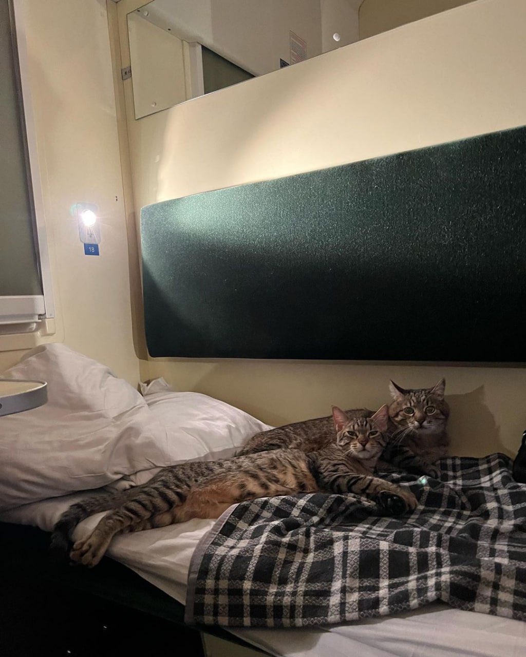 Stepan cat Blank Meme Template