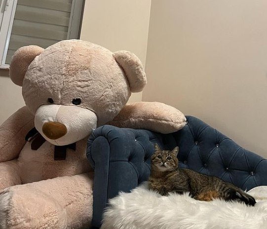 Stepan cat Blank Meme Template