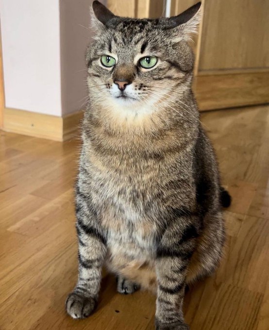 Stepan cat Blank Meme Template