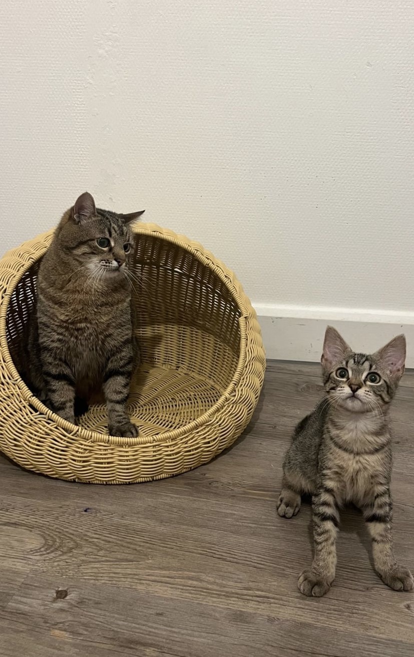 Stepan cat Blank Meme Template
