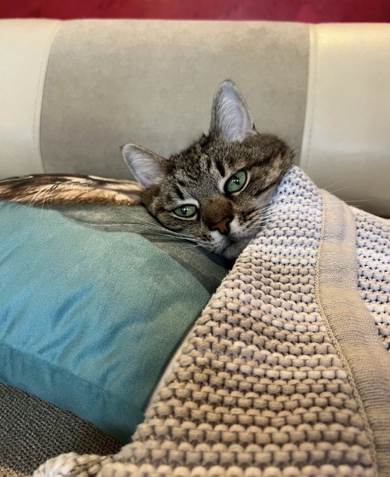 Stepan cat Blank Meme Template