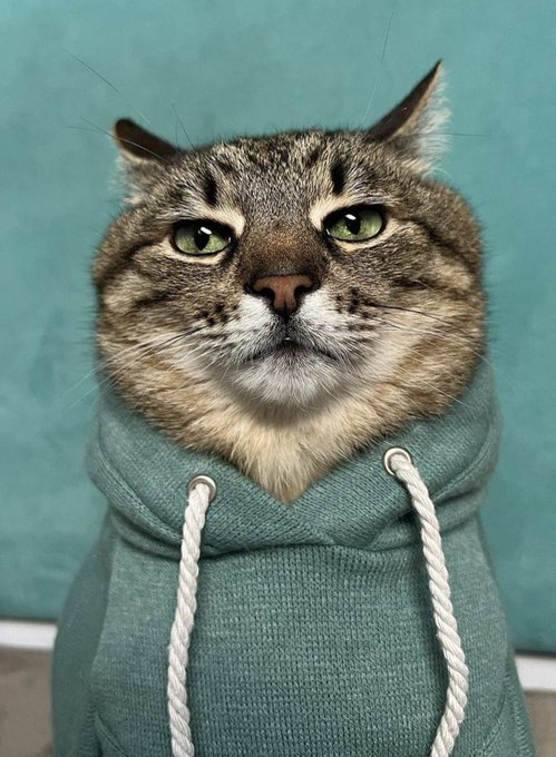 Stepan cat Blank Meme Template
