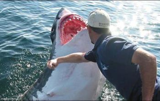 Shark punch | image tagged in shark punch | made w/ Imgflip meme maker