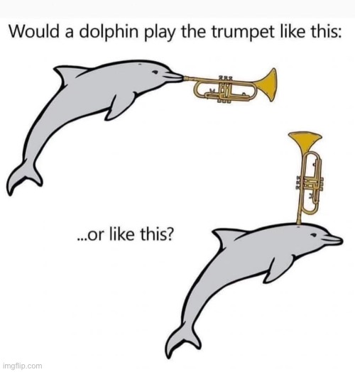 Makes me wonder | image tagged in i wonder,trumpet,dolphins | made w/ Imgflip meme maker