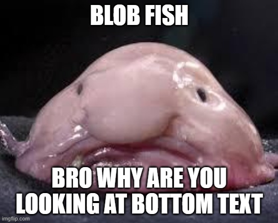 Blob fish | BLOB FISH; BRO WHY ARE YOU LOOKING AT BOTTOM TEXT | image tagged in blob fish | made w/ Imgflip meme maker