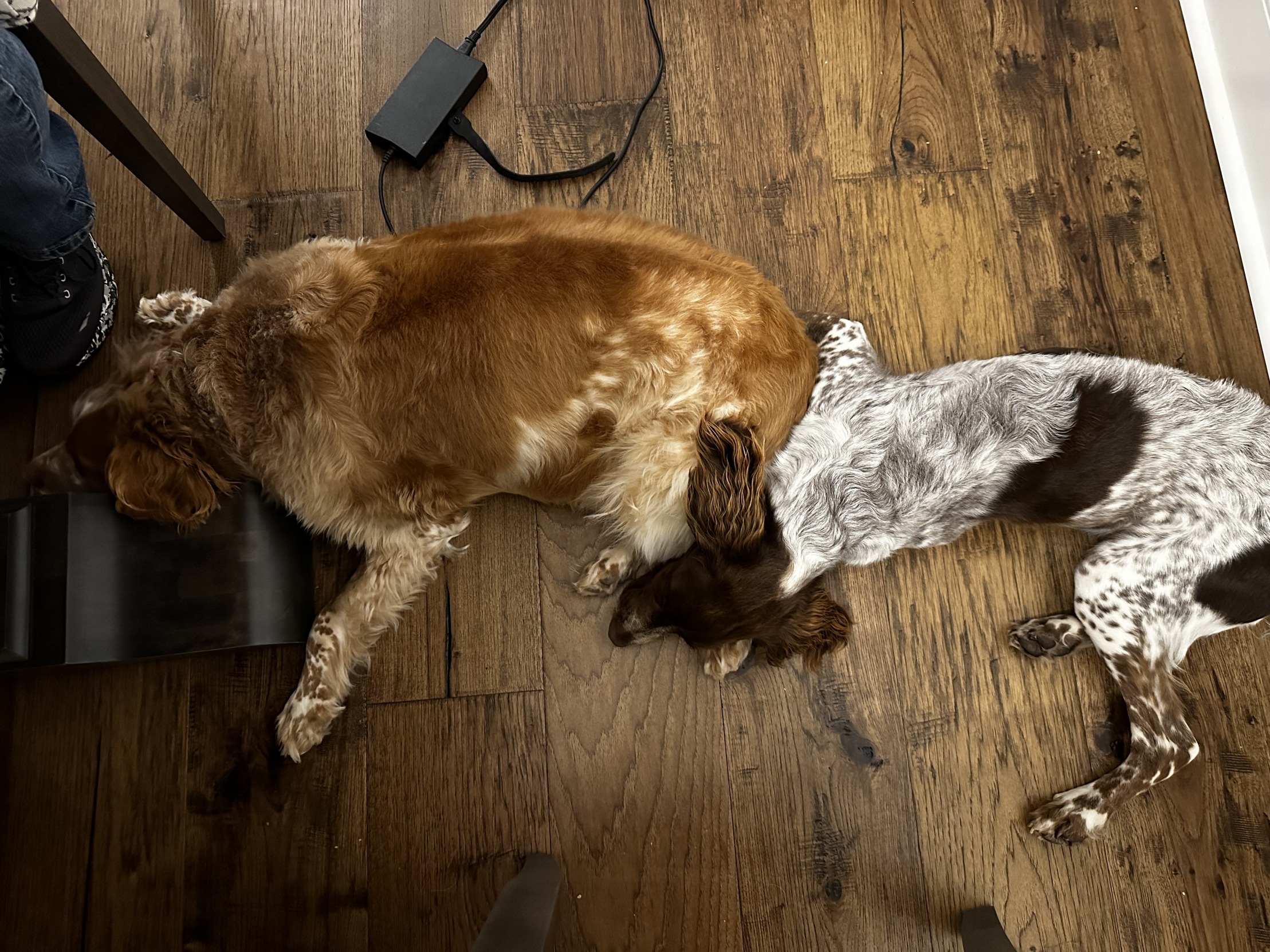 Canine centipede Blank Meme Template