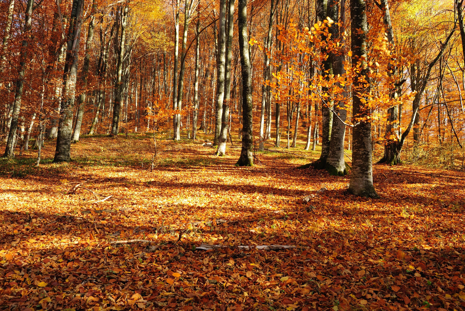 High Quality Autumn Outdoor Wallpapers - Wallpaper Cave Blank Meme Template