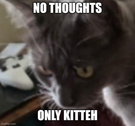 NO THOUGHTS ONLY KITTEH | made w/ Imgflip meme maker
