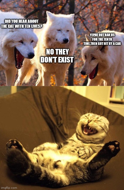 DID YOU HEAR ABOUT THE CAT WITH TEN LIVES? YEP,HE OUT RAN US FOR THE TENTH TIME,THEN GOT HIT BY A CAR; NO THEY DON'T EXIST | image tagged in 2/3 wolves laugh,laughing cat | made w/ Imgflip meme maker