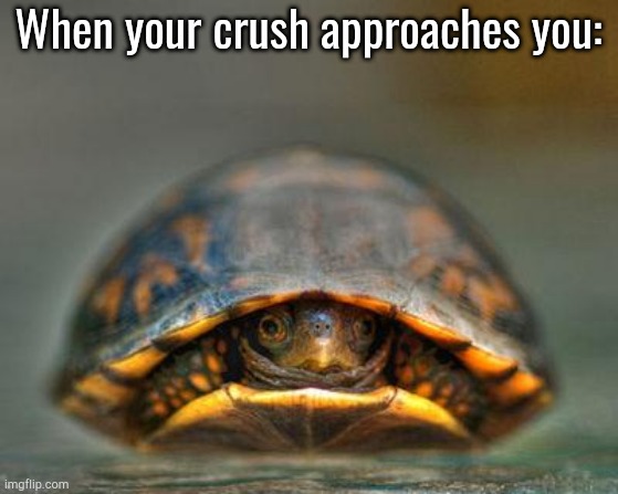 introverts | When your crush approaches you: | image tagged in introverts | made w/ Imgflip meme maker