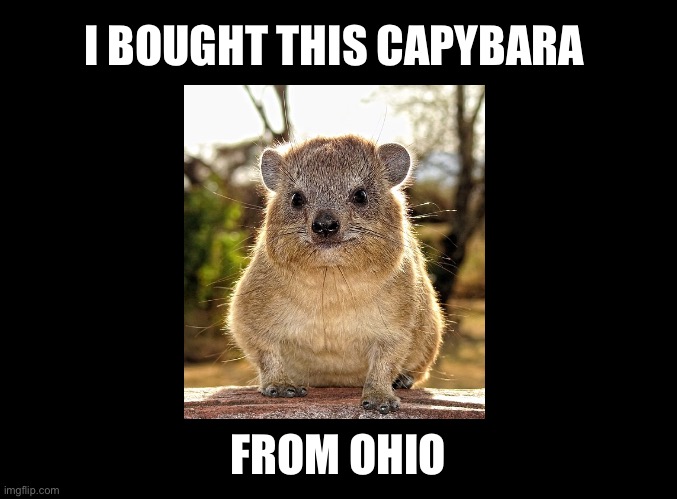 I bought this Capybara from Ohio ( Rock Hyrax ) | I BOUGHT THIS CAPYBARA; FROM OHIO | image tagged in blank black,capybara,only in ohio,ohio,funny animals,funny animal meme | made w/ Imgflip meme maker