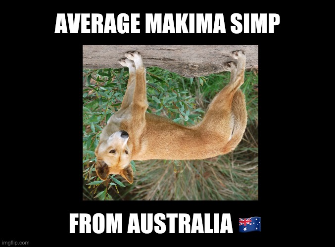 Average Makima Simp From Australia ?? | AVERAGE MAKIMA SIMP; FROM AUSTRALIA 🇦🇺 | image tagged in blank black,chainsaw man,meanwhile in australia,funny animals,animal meme | made w/ Imgflip meme maker
