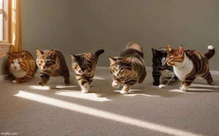 Here’s some cute cats to break the mood | made w/ Imgflip meme maker