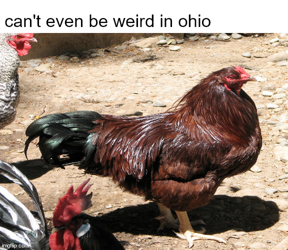 buckeye chicken | can't even be weird in ohio | image tagged in ohio | made w/ Imgflip meme maker