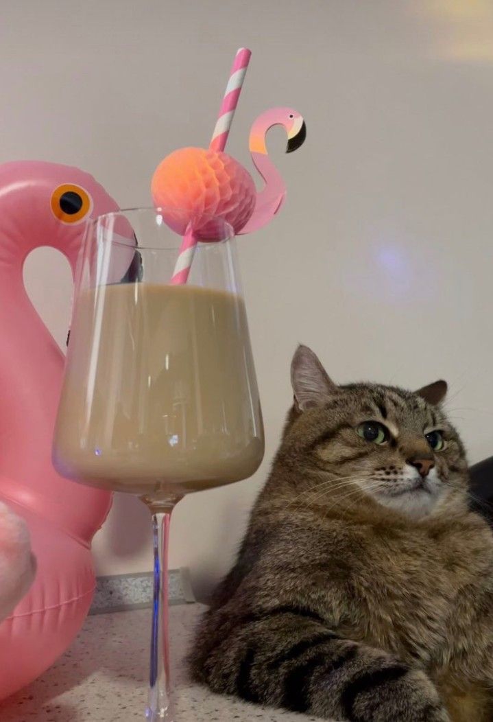 Stepan cat Blank Meme Template