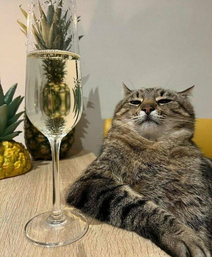 Stepan cat Blank Meme Template