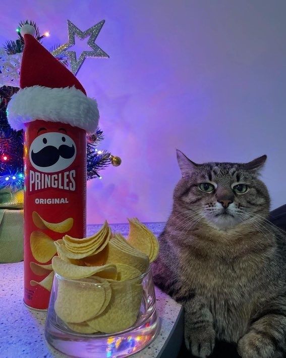 Stepan cat Blank Meme Template