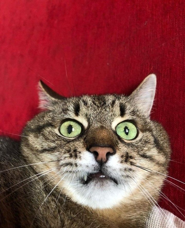 Stepan cat Blank Meme Template