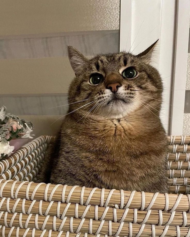Stepan cat Blank Meme Template