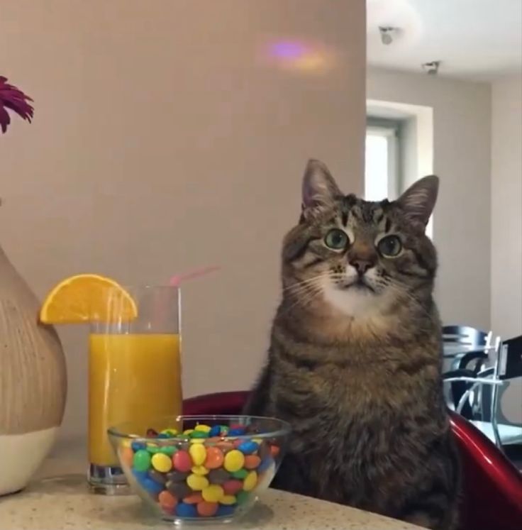 Stepan cat Blank Meme Template