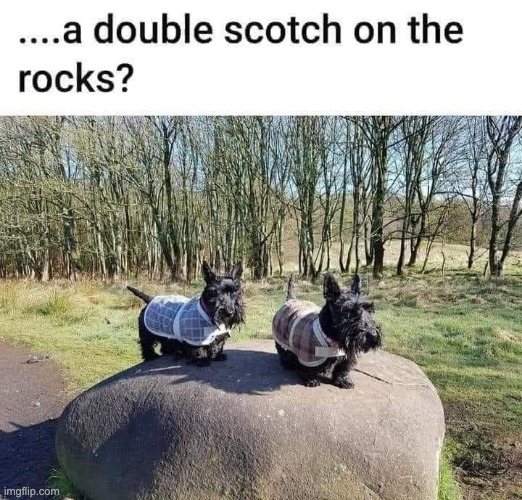 Scotch | image tagged in bad pun | made w/ Imgflip meme maker