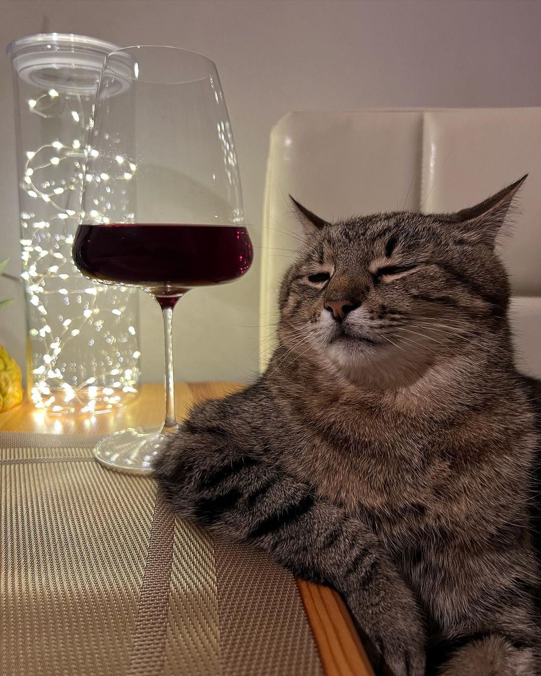 Stepan cat Blank Meme Template