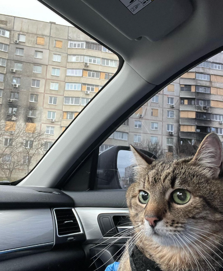 Stepan cat Blank Meme Template