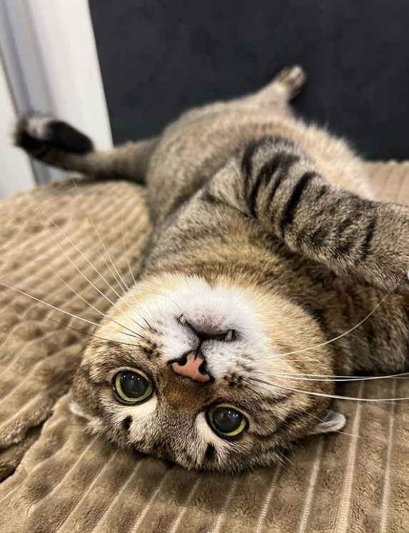 Stepan cat Blank Meme Template