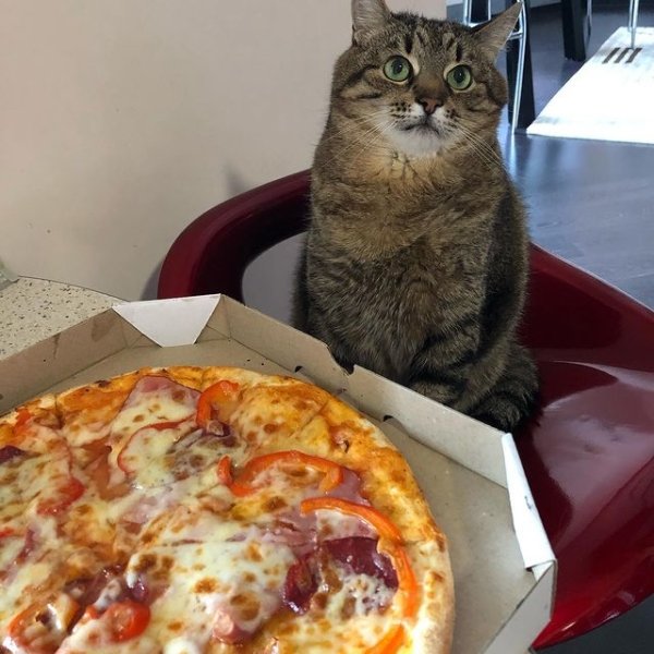 Stepan cat Blank Meme Template
