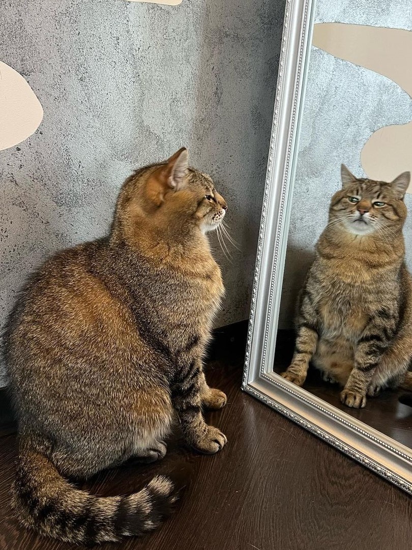 Stepan cat Blank Meme Template