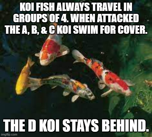 meme by Brad 4 koi fish | KOI FISH ALWAYS TRAVEL IN GROUPS OF 4. WHEN ATTACKED THE A, B, & C KOI SWIM FOR COVER. THE D KOI STAYS BEHIND. | image tagged in fish | made w/ Imgflip meme maker