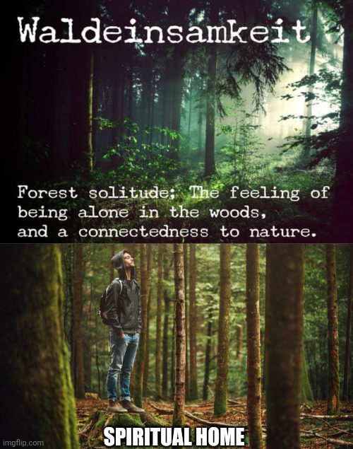 PART OF THE FOREST | SPIRITUAL HOME | image tagged in forest,woods,spirit,nature | made w/ Imgflip meme maker
